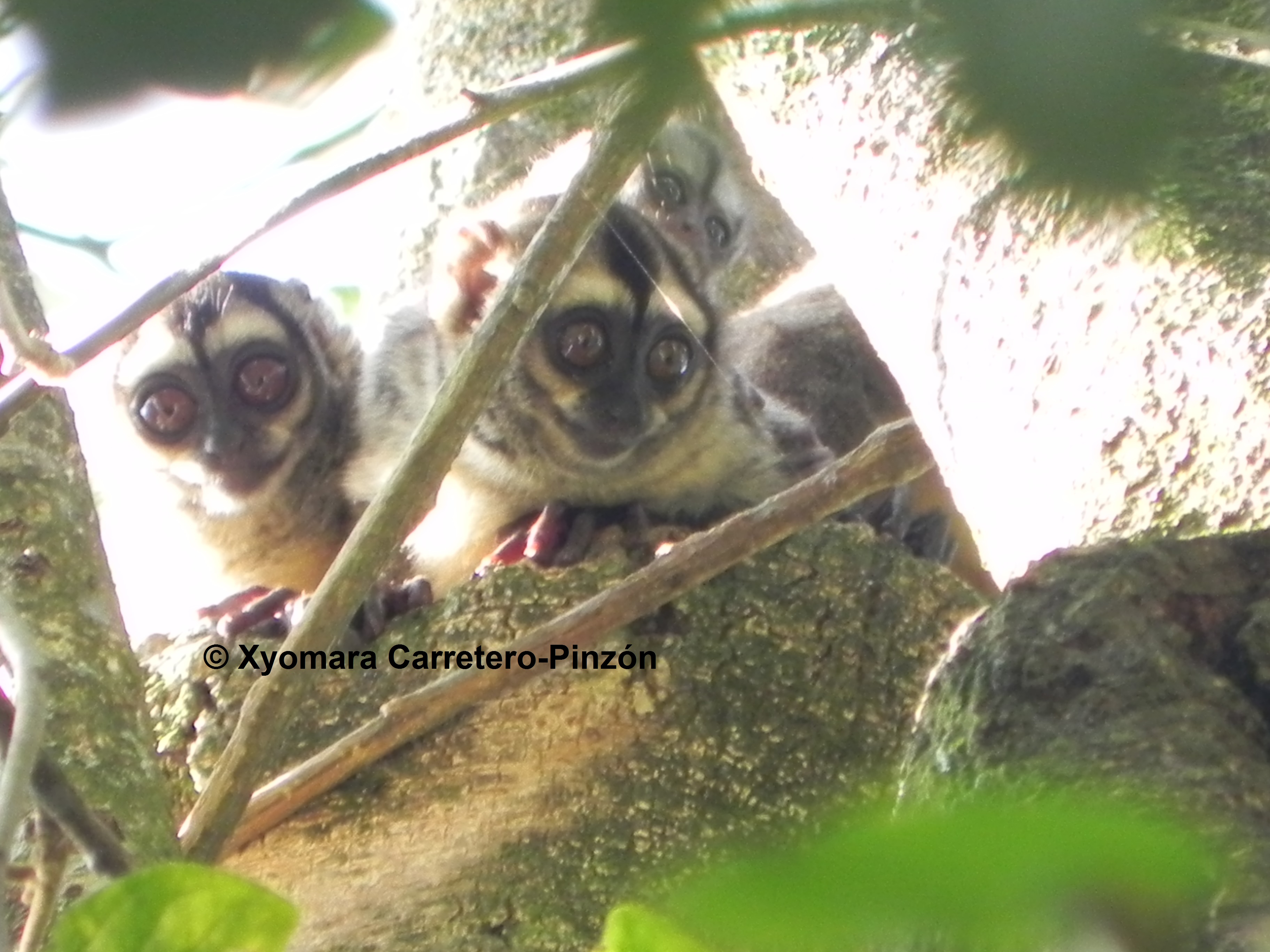 Aotus brumbacki (Colombian Llanos)Family