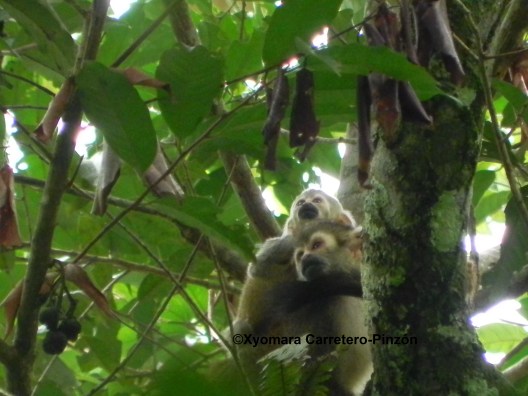 Saimiri cassiquiarensis albigena (Colombian Llanos)