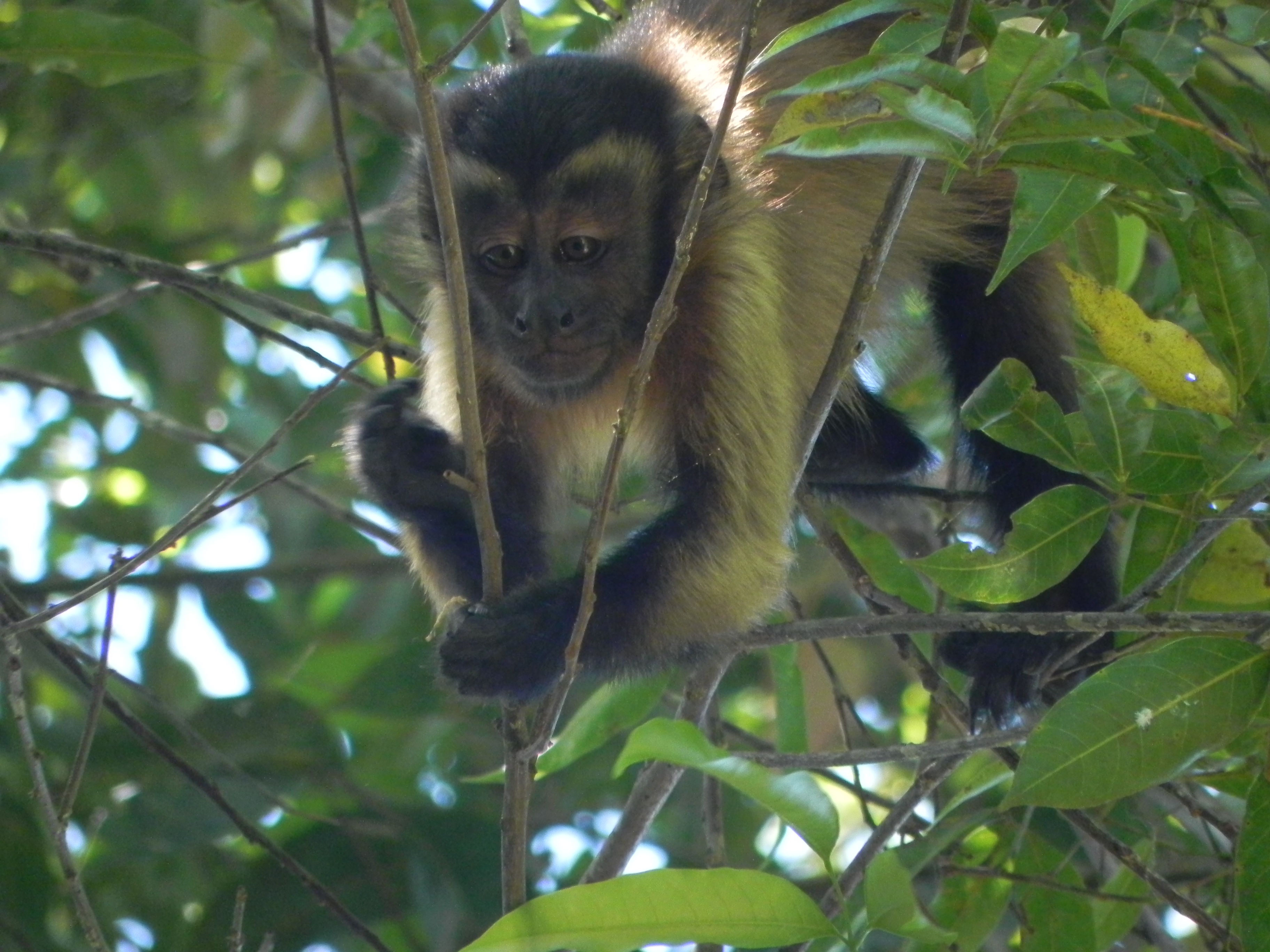 Santa Rosa Oct 2013 246