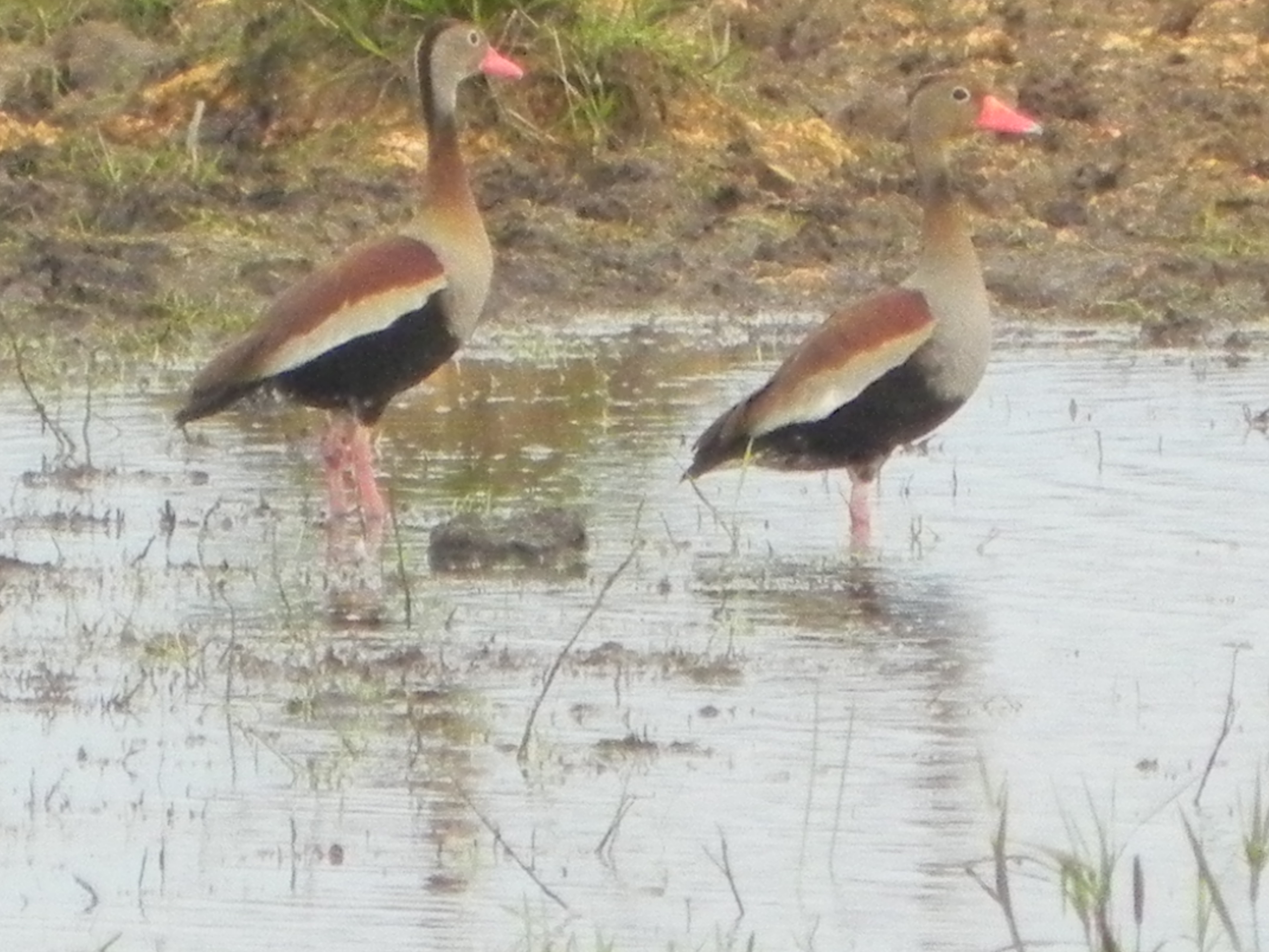 SM Junio-Julio 2013 152