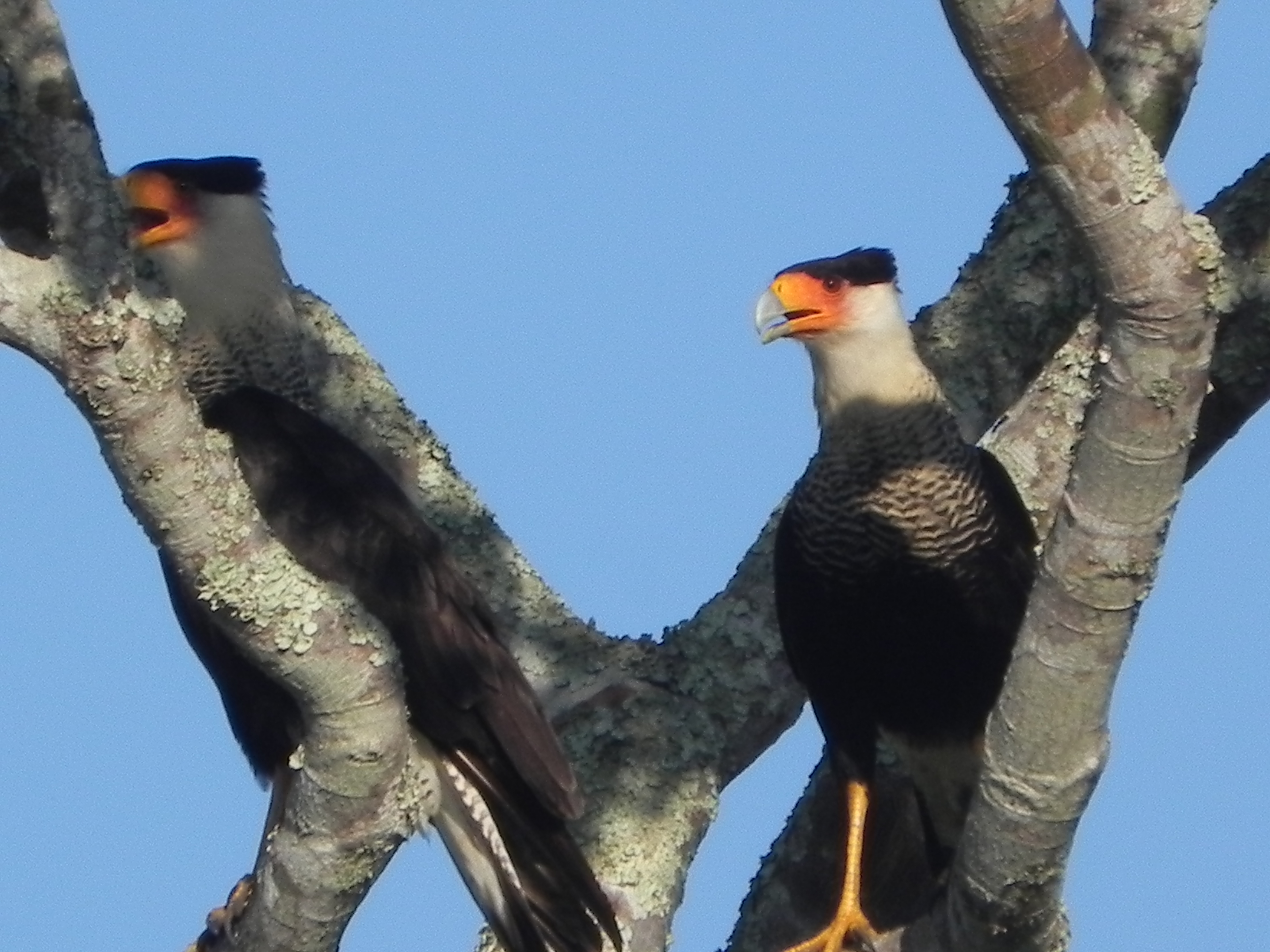 Unamas - SR Enero 2012 465