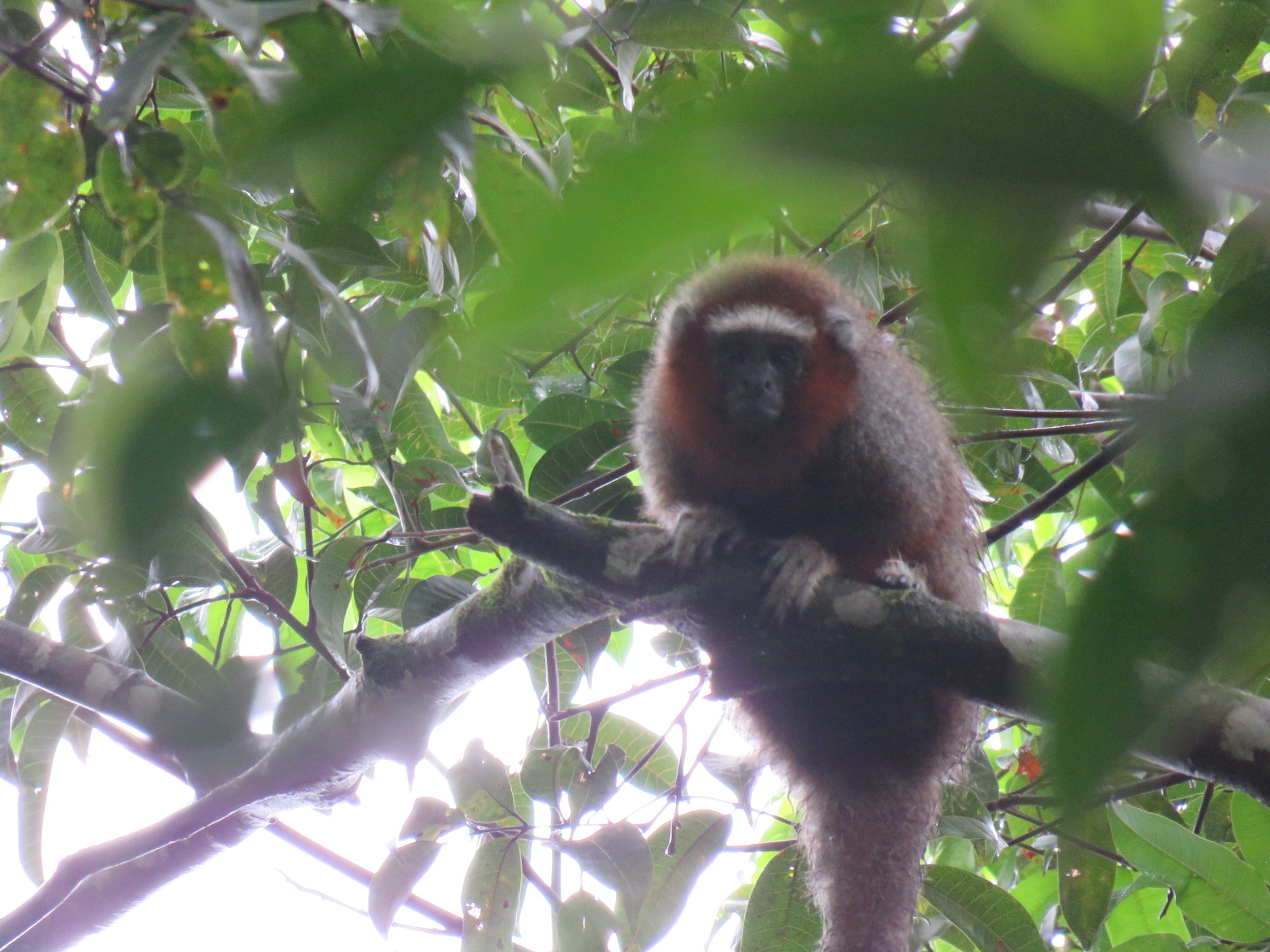 Monkey Forest Tales: A collaborative book chapter about the use of