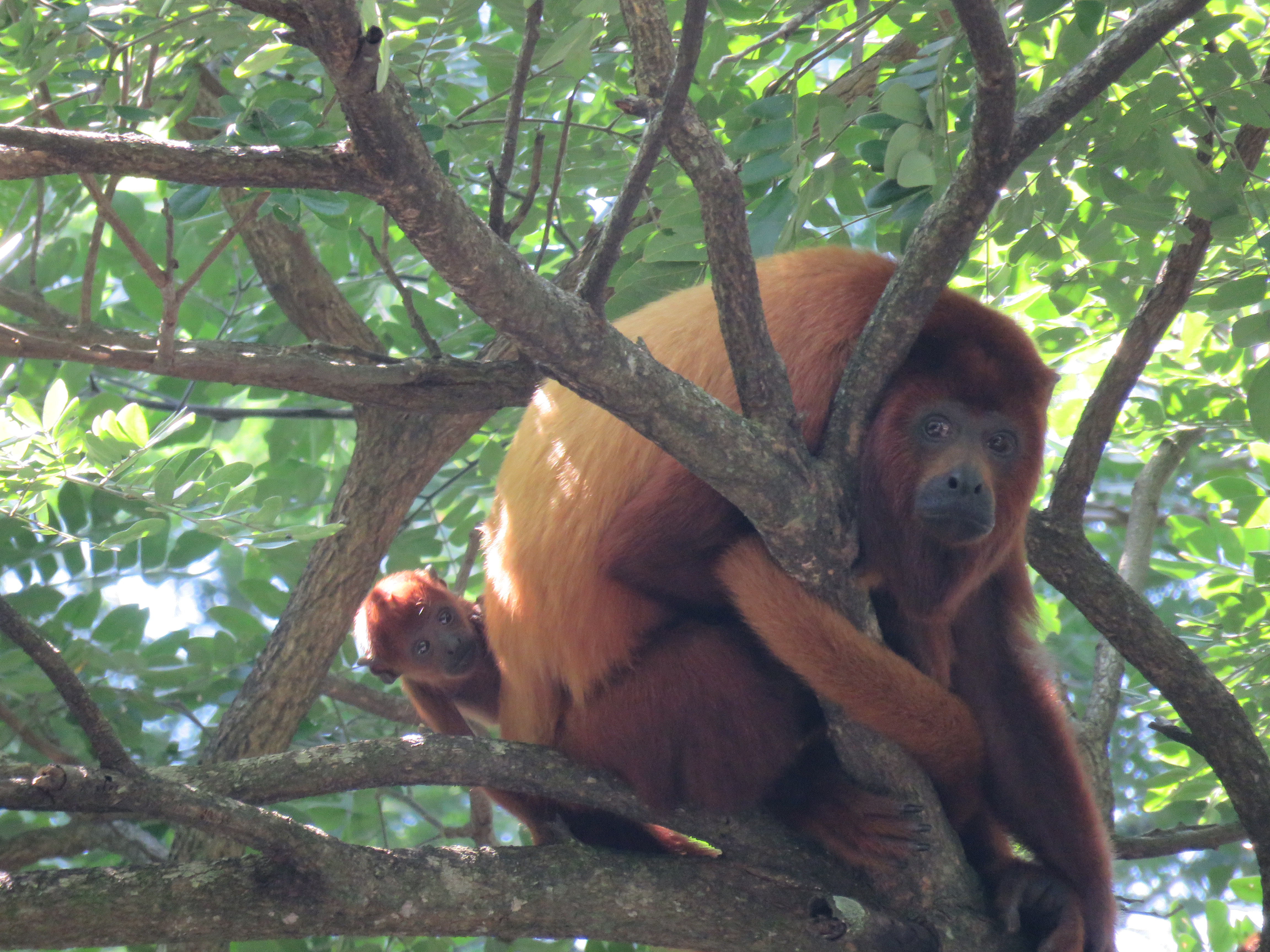 Primate Forest - 精霊たちの棲む森 A1 Primate Forest - 精霊たちの棲む森 A1 MP07-138 Studio Ghibli Spirit