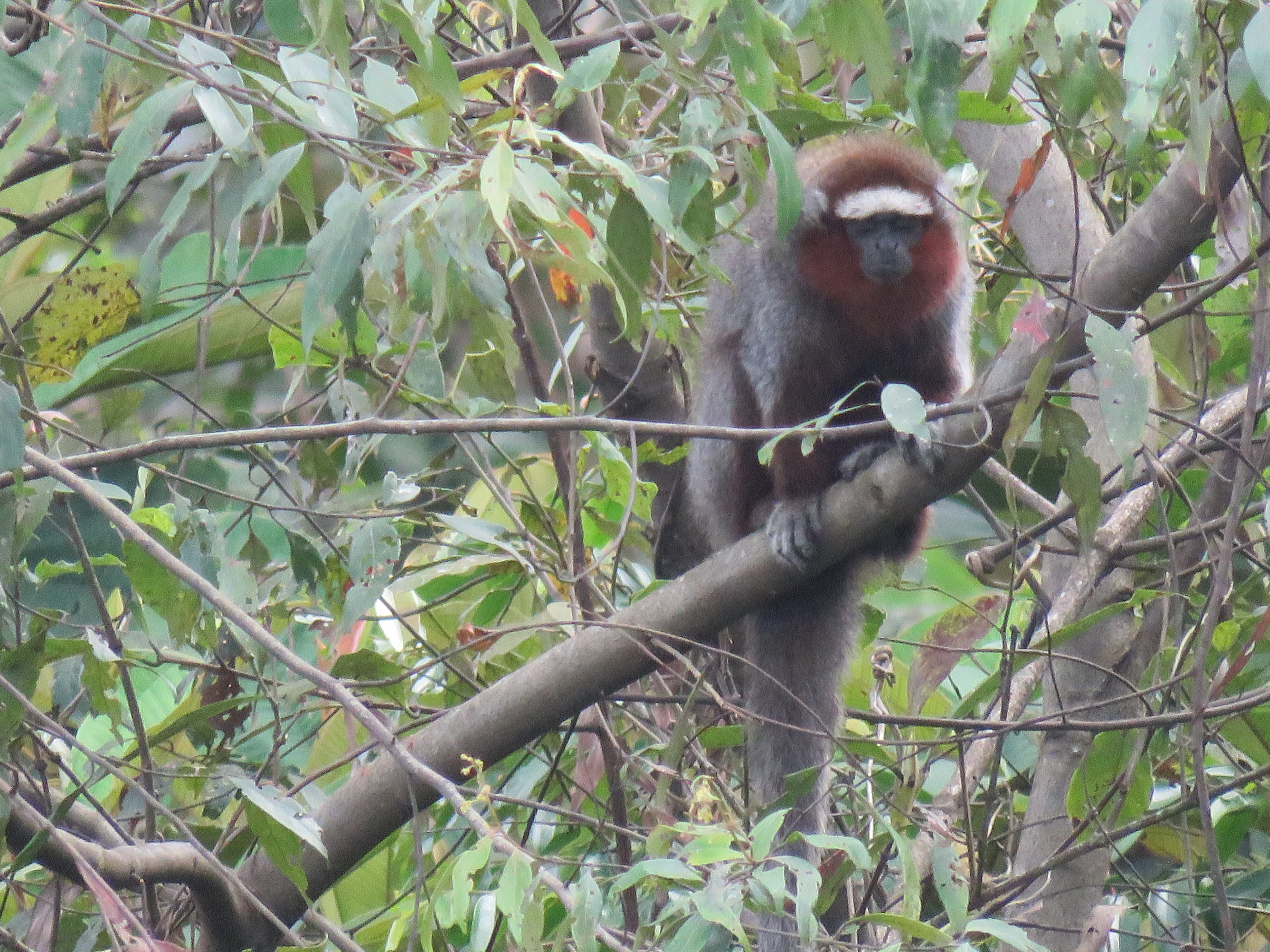 Monkeys Forest Tales: A chapter about demographic information of